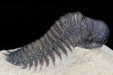 Bargain Crotalocephalina Trilobite #43452-1